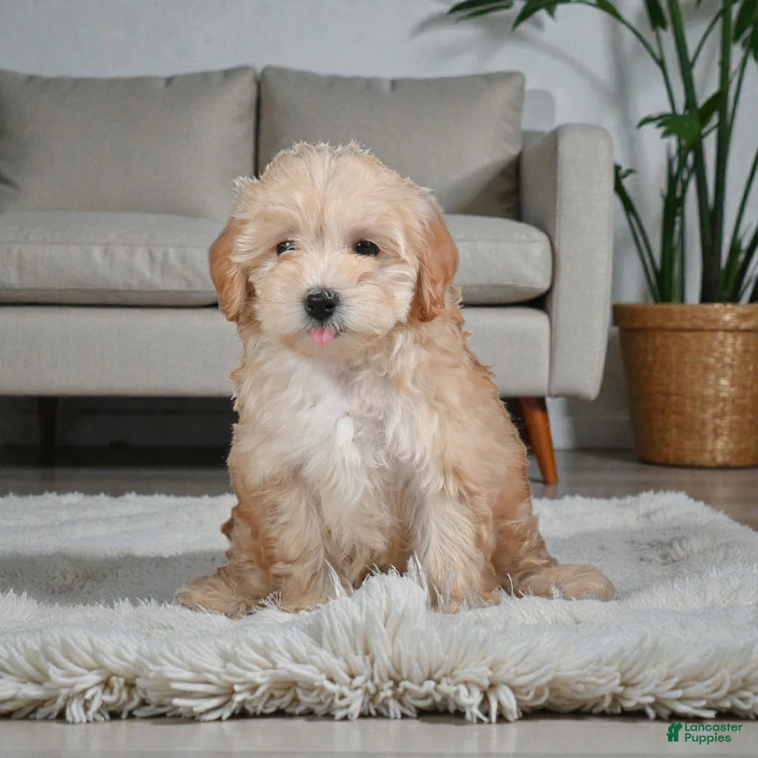 Maltipoo dogs for sale: Paris - Ad 3