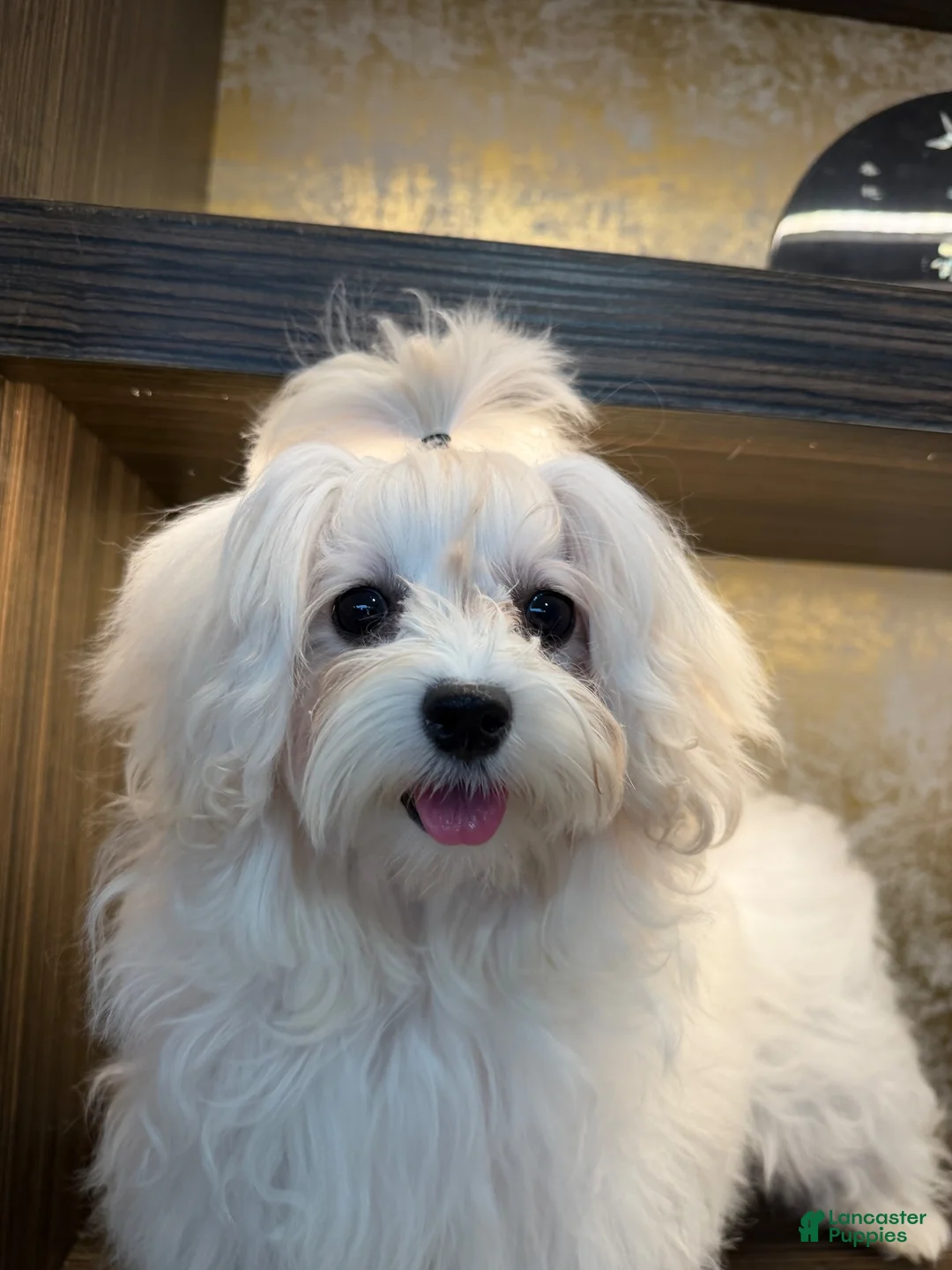 Maltipoo dogs for sale: Lunar - Ad 5