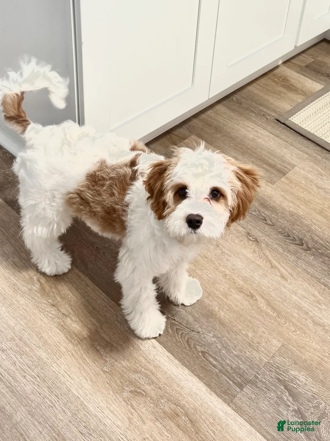 Cavapoo dogs for sale: Cavapoo Puppy 1 - Ad 1