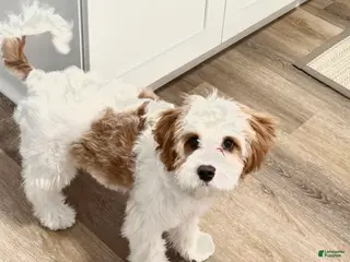 Cavapoo dogs for sale: Cavapoo Puppy 1 - Ad 2