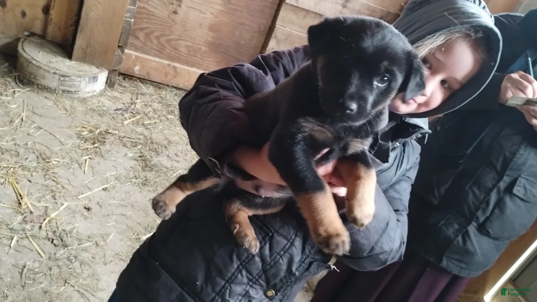 Mixed Breed dogs for sale: Gunner - Ad 1