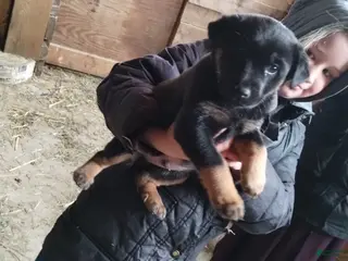 Mixed Breed dogs Gunner - Ad 36