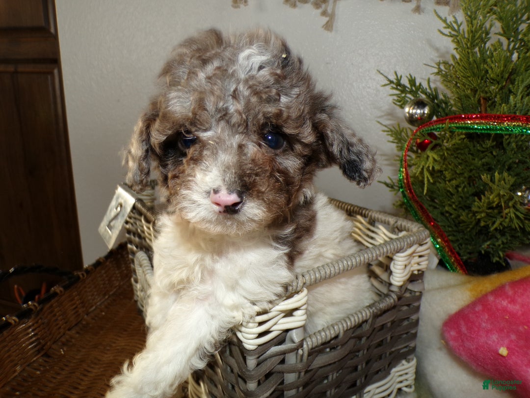 Toy Poodle dogs for sale: Toy Poodle Puppy 1 Dextor - Ad 3