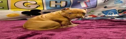 American Bully dogs for sale: Twister  - Ad 13