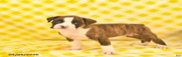 Boxer dogs for sale: Joey  - Ad 3