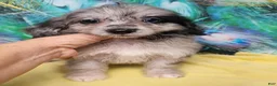 Mini Aussiedoodle dogs for sale: Bluey Toy/Small Mini  - Ad 3