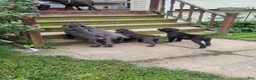 Cane Corso dogs for sale: Cane Corso 4 - Ad 4