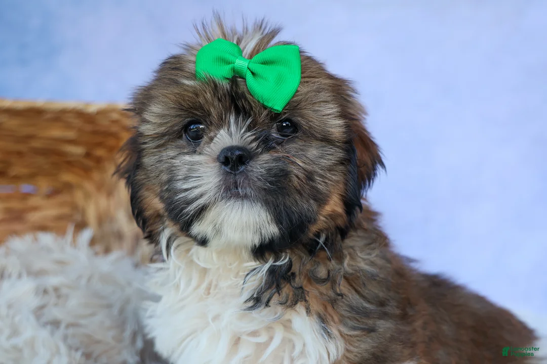 Shih Tzu dogs for sale: RUSTY - Ad 2