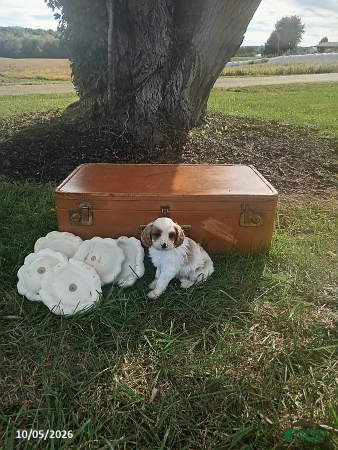Cavapoo dogs for sale: Aspen - Ad 3