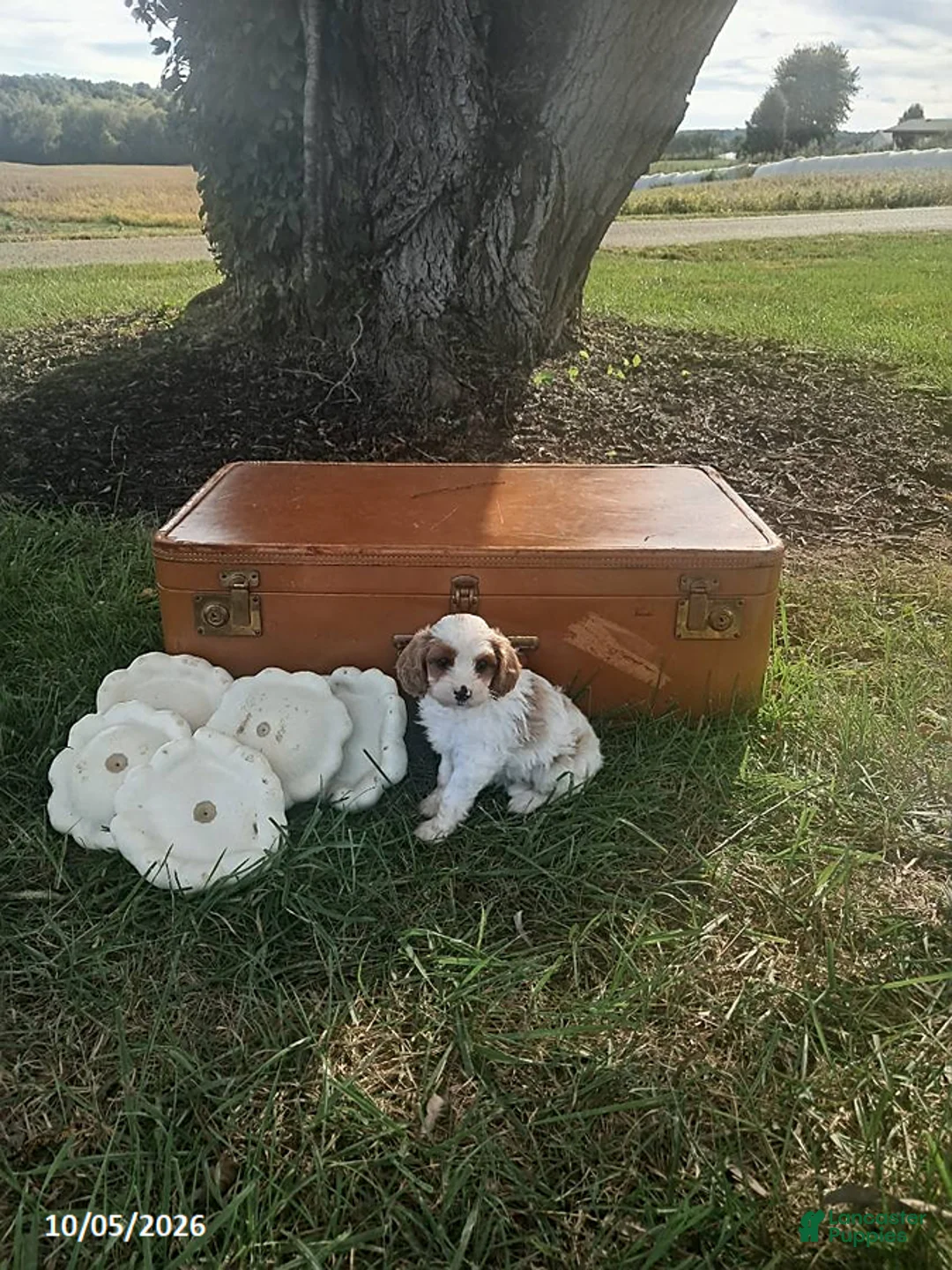 Cavapoo dogs for sale: Aspen - Ad 1