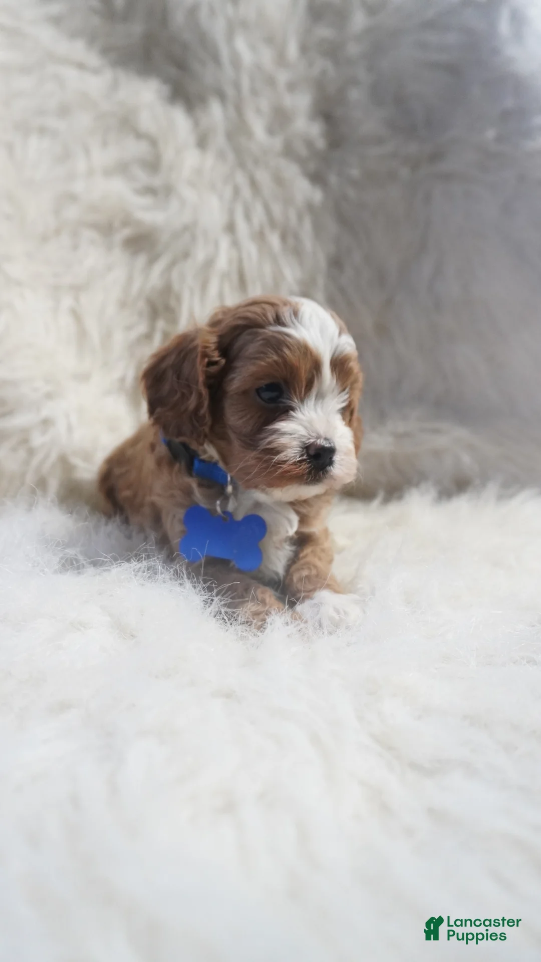 Cavapoo dogs for sale: Slater - Ad 4