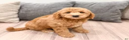 Mini Goldendoodle dogs for sale: Sadie - Ad 7