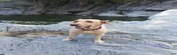 Labrador Retriever dogs for sale: Labrador Retriever 7 - Ad 2