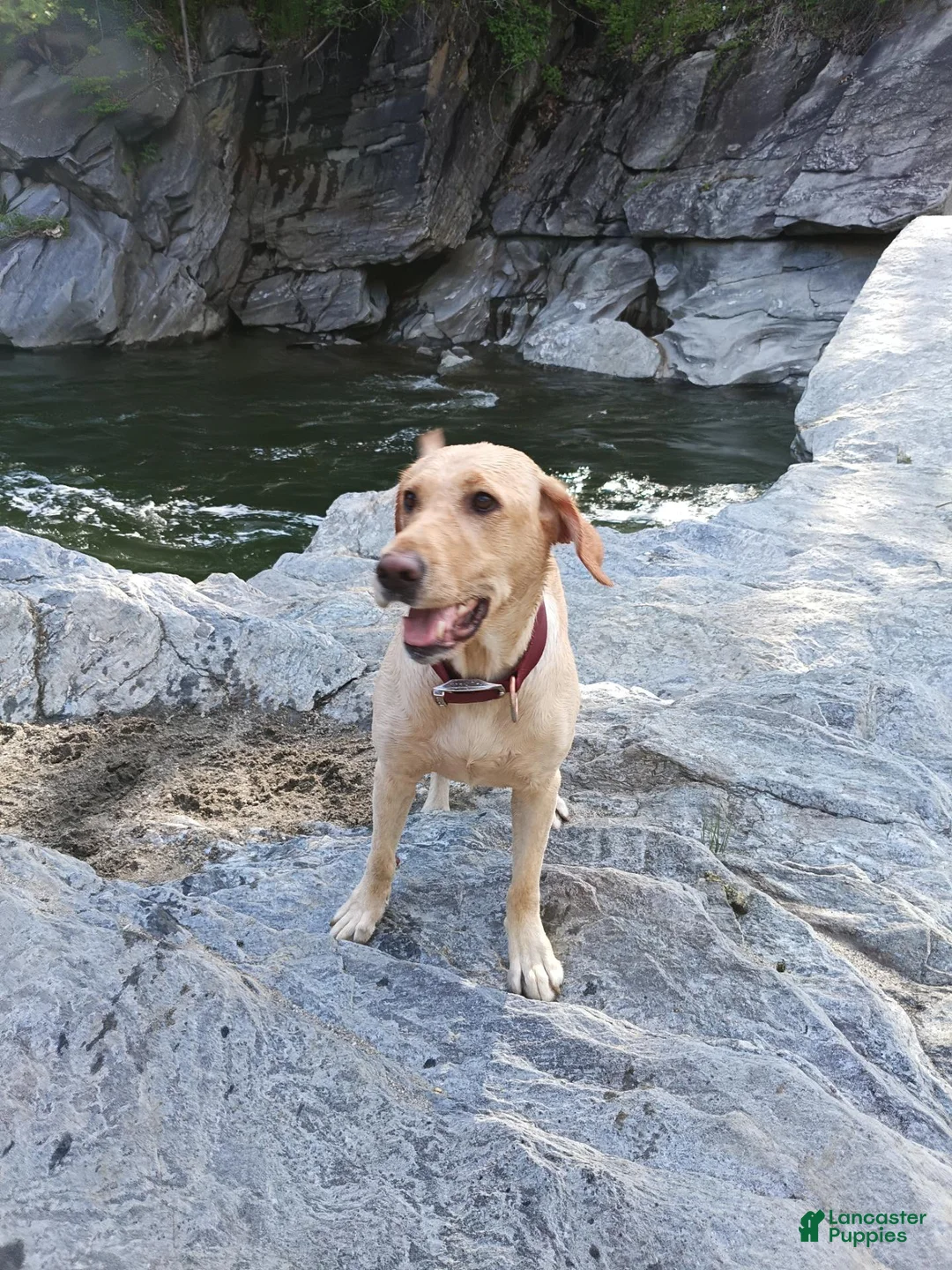 Labrador Retriever dogs for sale: Labrador Retriever 7 - Ad 2