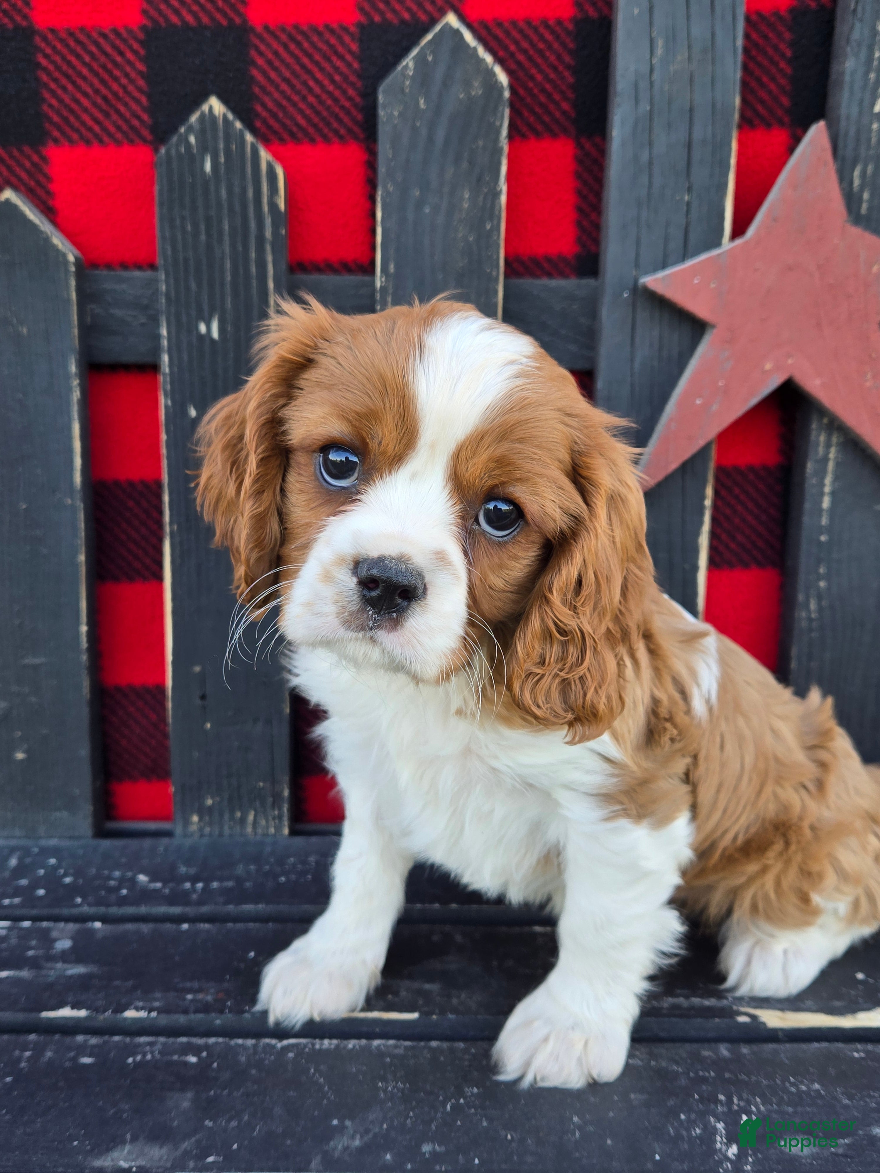 Cavalier King Charles Spaniel dogs Snickers - Ad 1