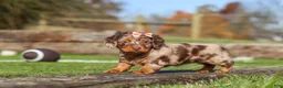 Miniature Dachshund dogs for sale: Jewel - Ad 7