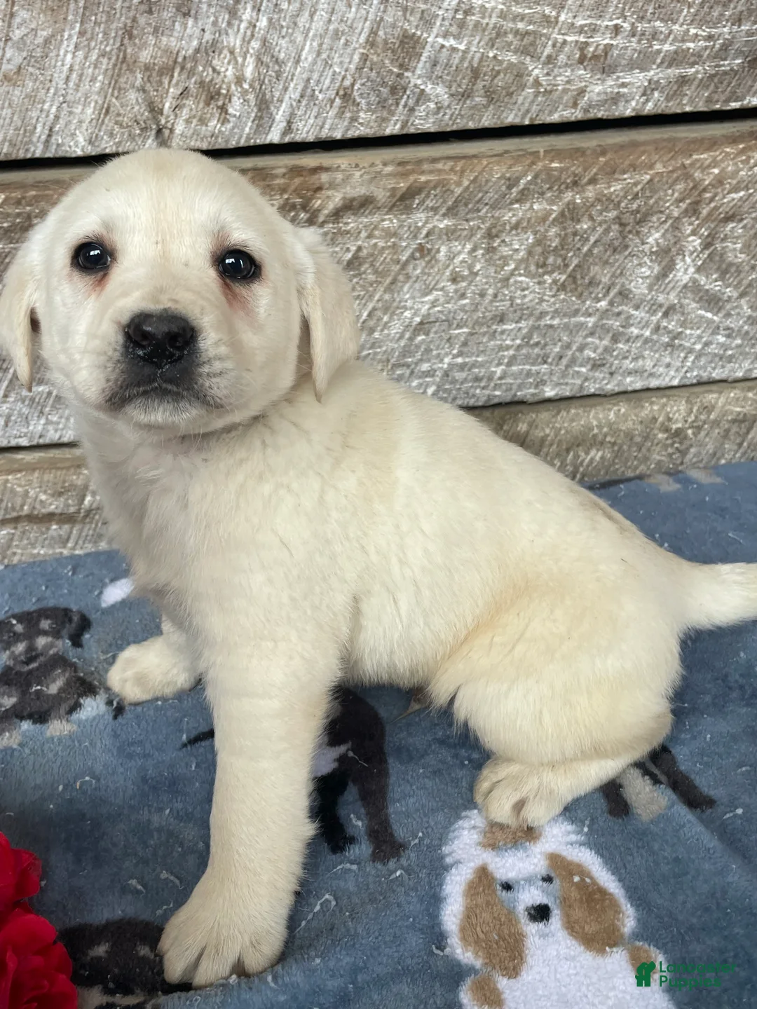 Labrador Retriever dogs for sale: Casper - Ad 4