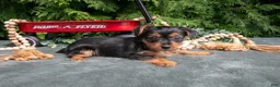 Yorkshire Terrier dogs for sale: Peony - Ad 2