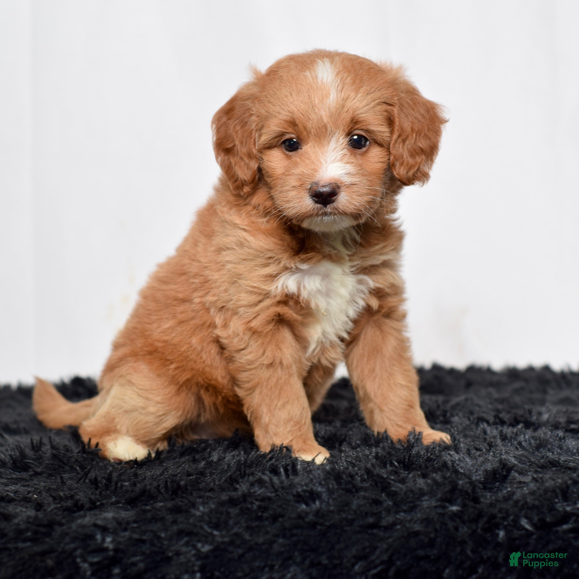 Mini Goldendoodle dogs Ms. Autumn - Ad 1