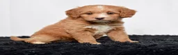 Mini Goldendoodle dogs for sale: Ms. Autumn - Ad 1