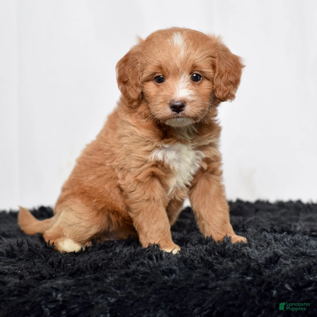 Mini Goldendoodle dogs for sale: Ms. Autumn - Ad 1