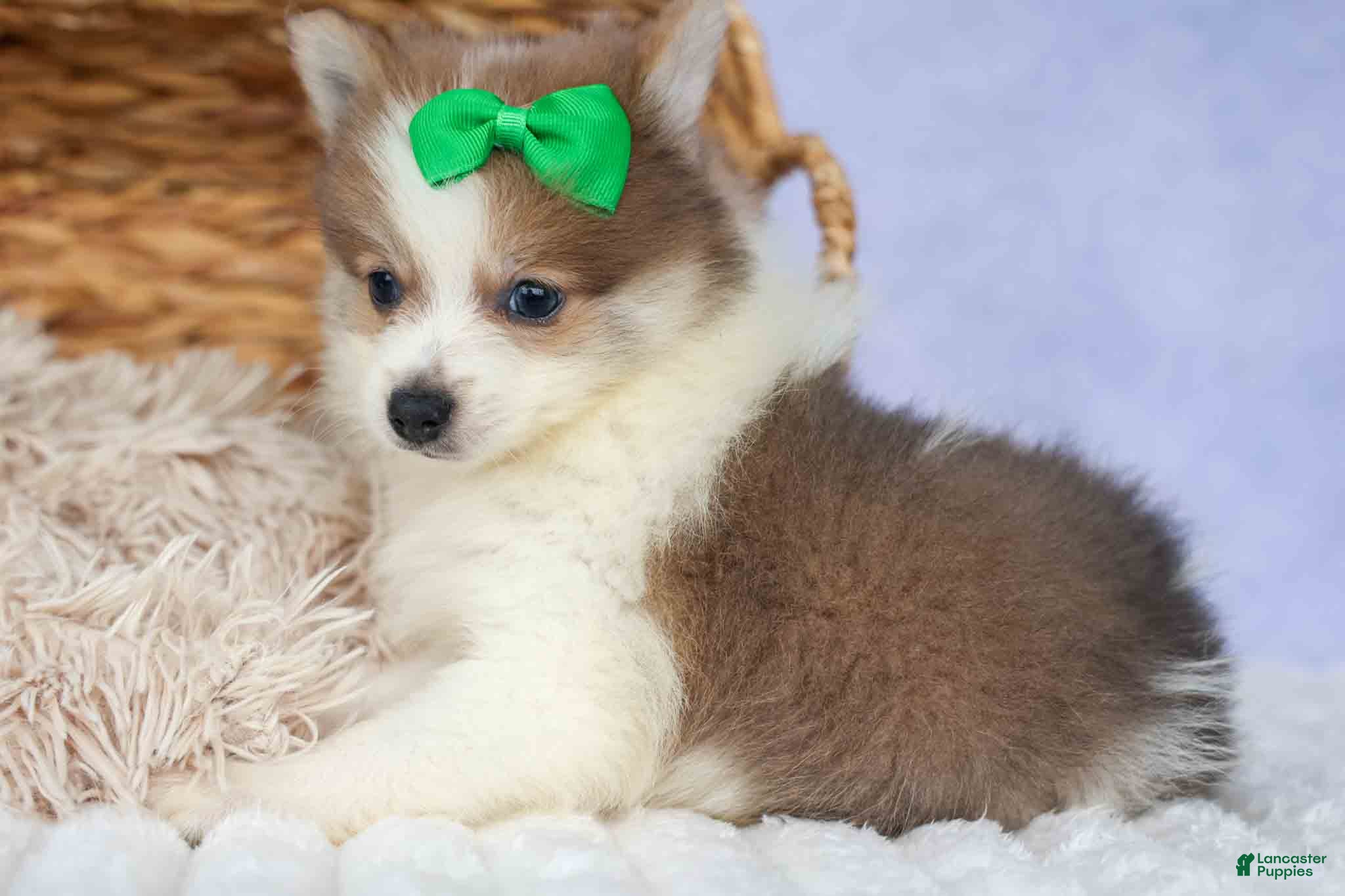 Pomeranian dogs Ernie🐾 - Ad 2