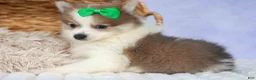 Pomeranian dogs for sale: Ernie🐾 - Ad 2