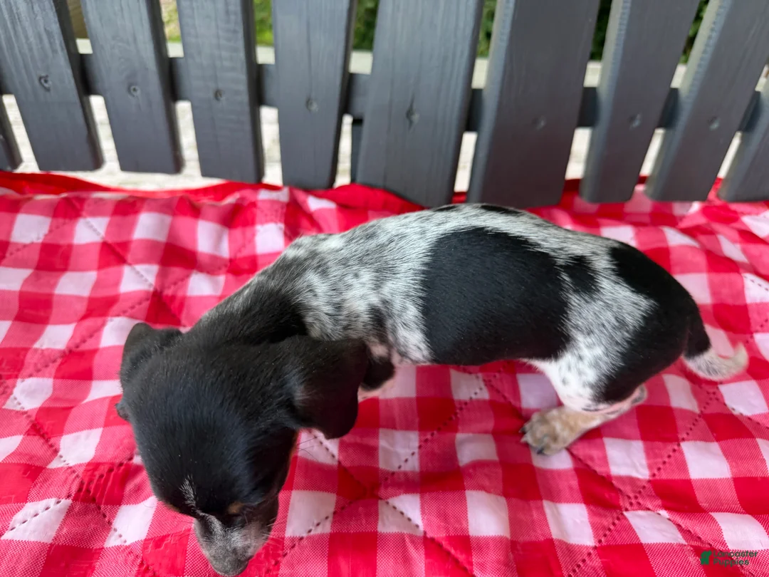Miniature Dachshund dogs for sale: Poppy - Ad 2