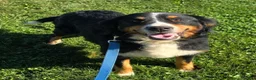 Mini Bernedoodle dogs for sale: Mini Willow - Ad 11