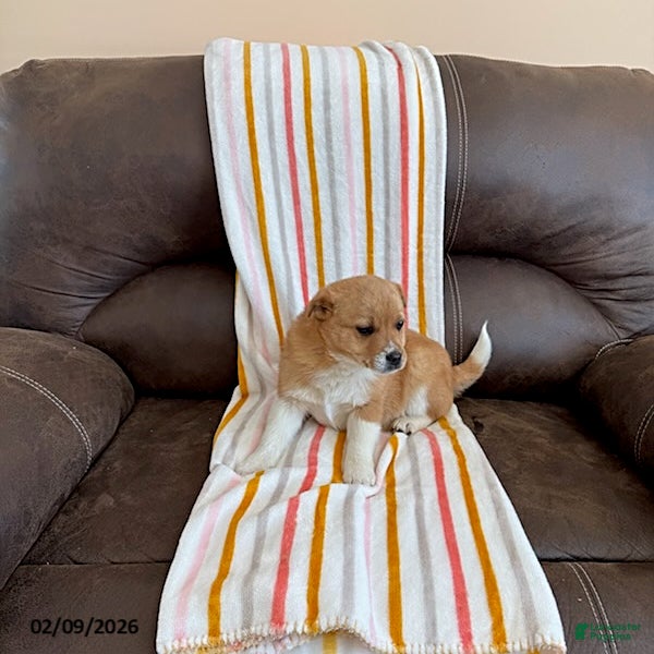 Mixed Breed dogs Wyatt - Ad 2