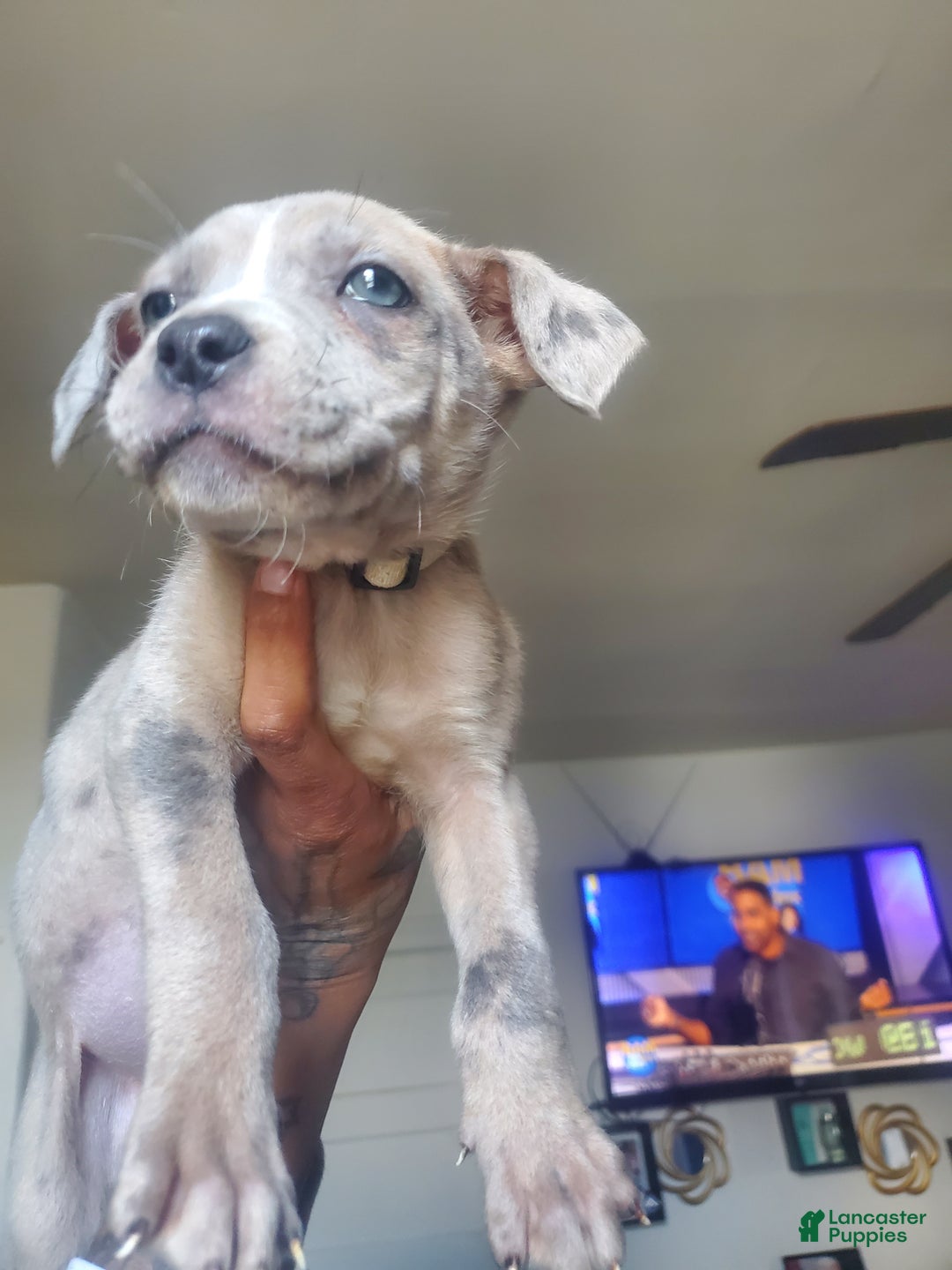 American Bully dogs for sale: American Bully Puppy 8 - Ad 2