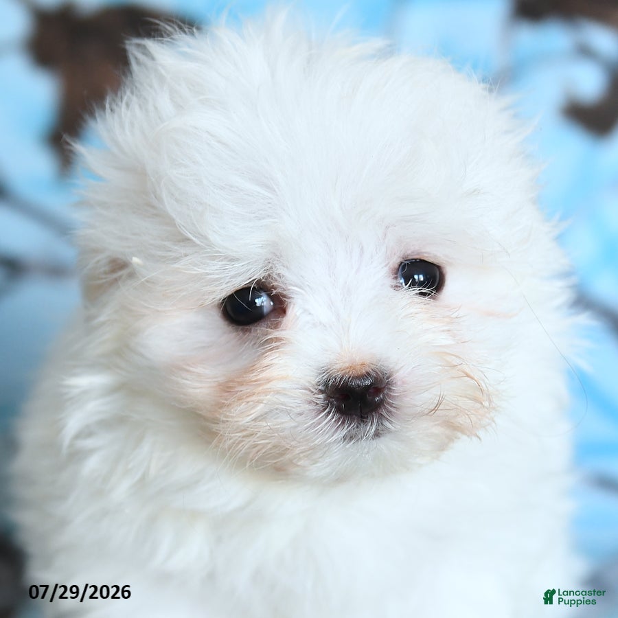Maltese dogs Snowbell - Ad 2