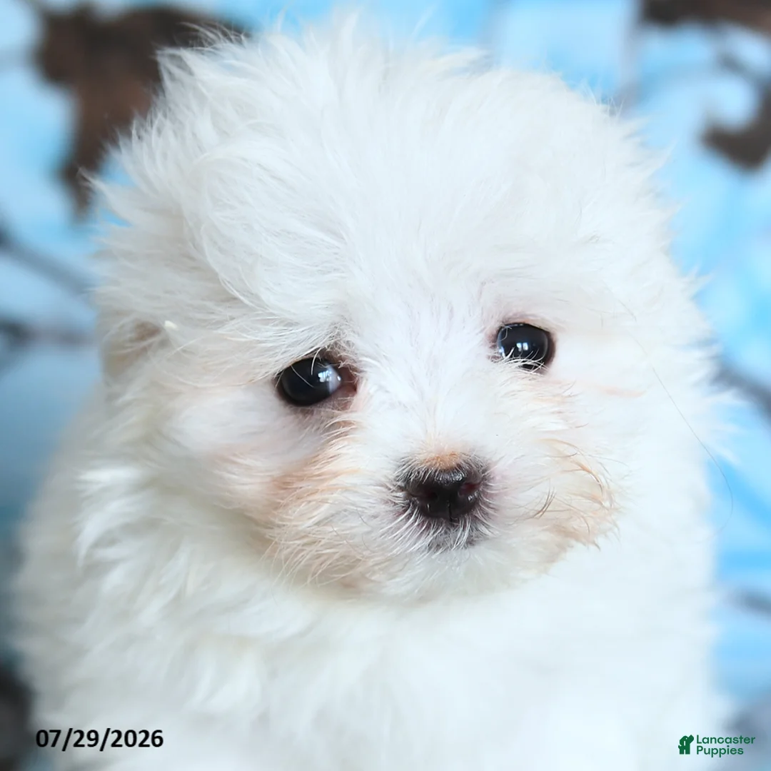 Maltese dogs for sale: Snowbell - Ad 2