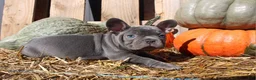 Mixed Breed dogs for sale: Teddy - Ad 2
