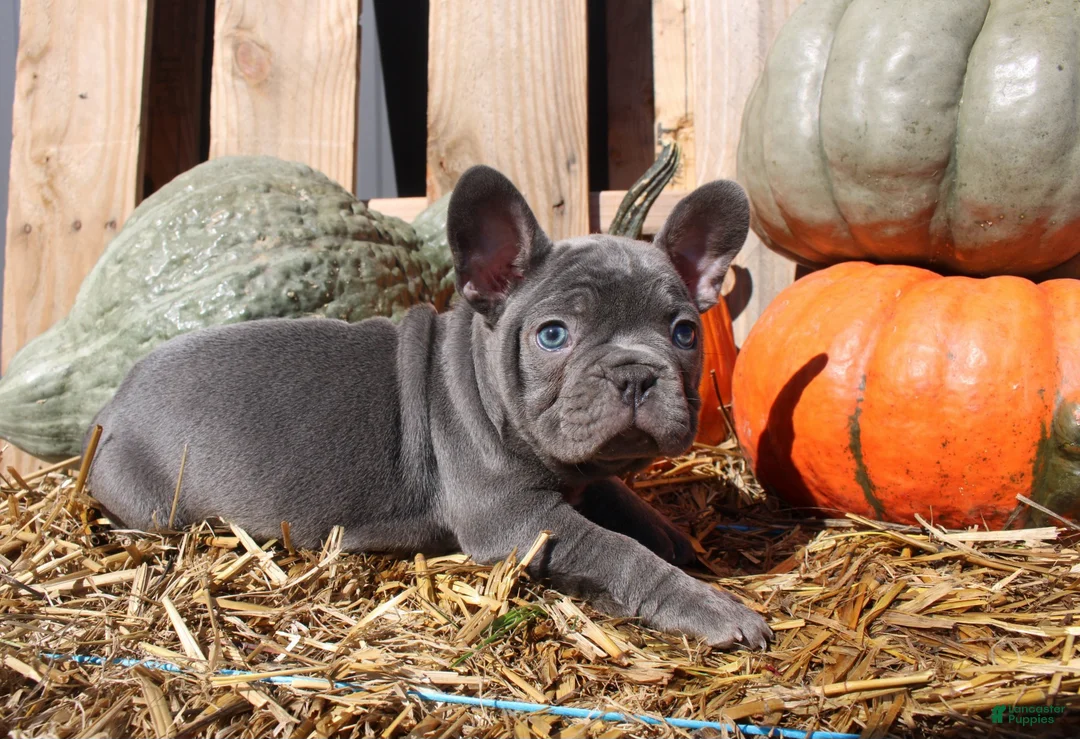 Mixed Breed dogs for sale: Teddy - Ad 2