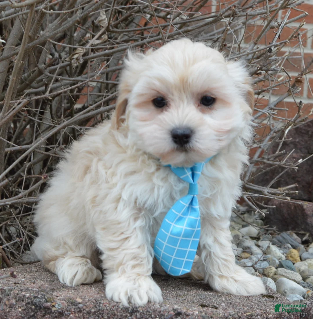 Maltipoo dogs for sale: Max - Ad 8