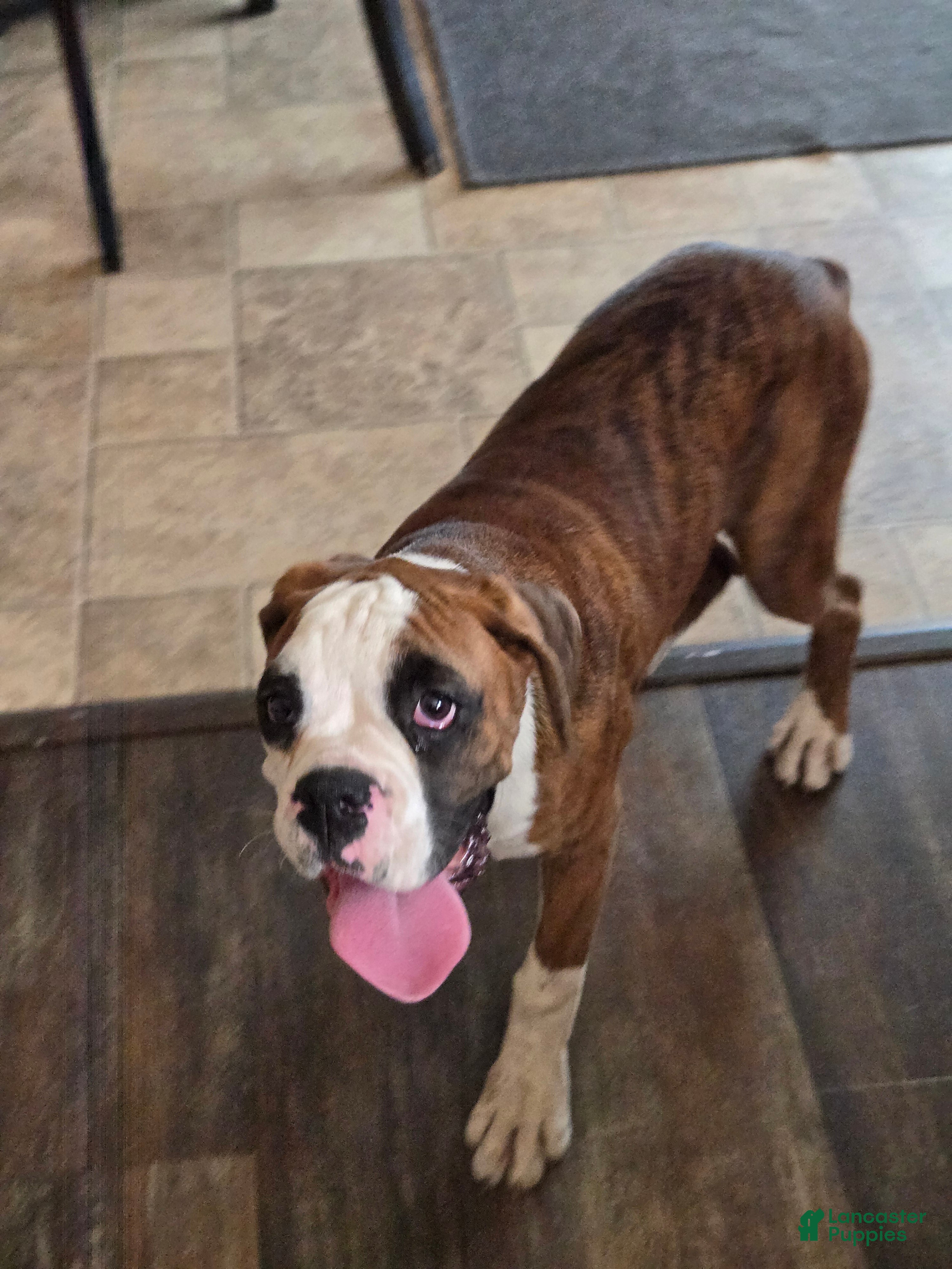 Boxer dogs Lady - Ad 2