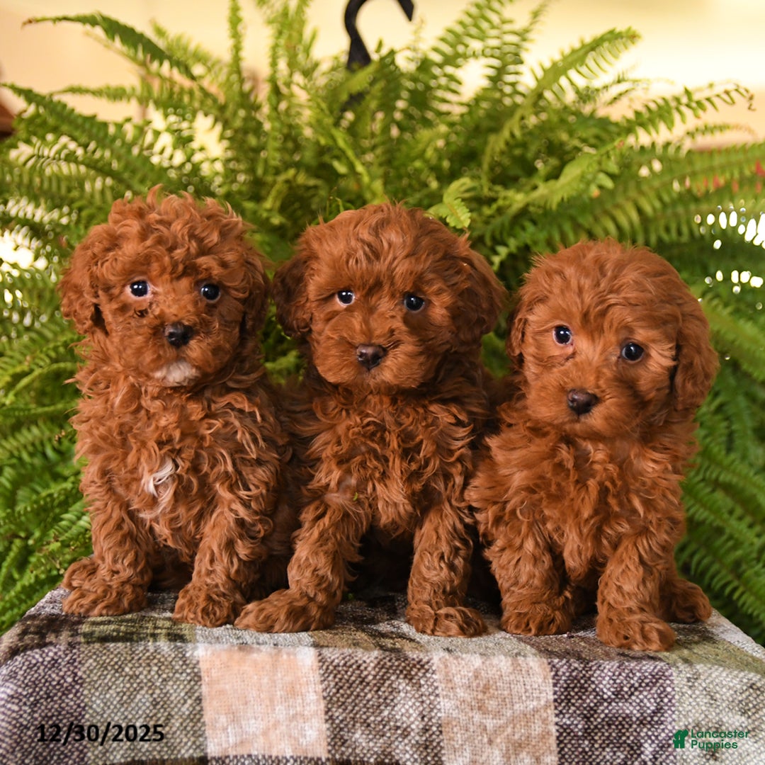 Havapoo dogs for sale: Ruby - Ad 3