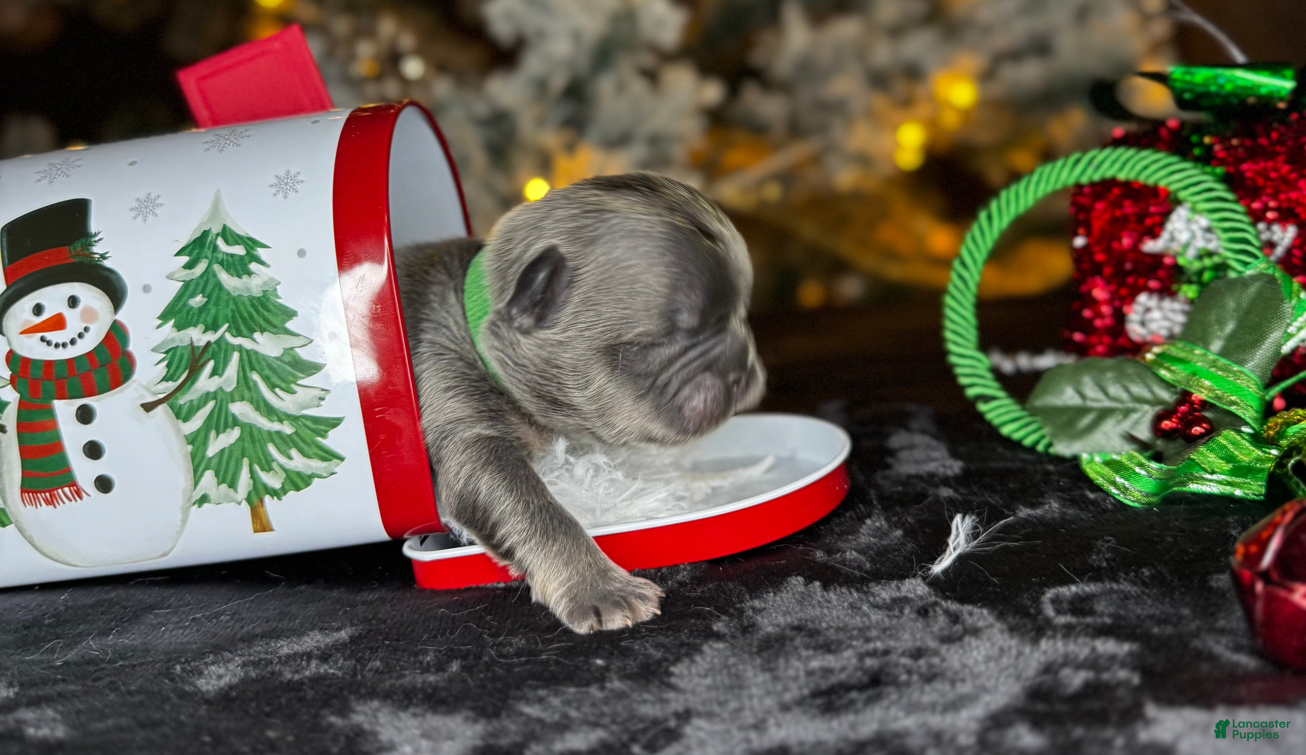 French Bulldog dogs ROMEO  - Ad 12