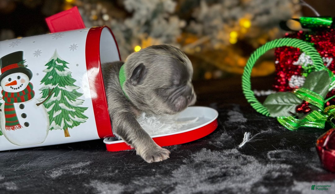 French Bulldog dogs for sale: ROMEO  - Ad 1