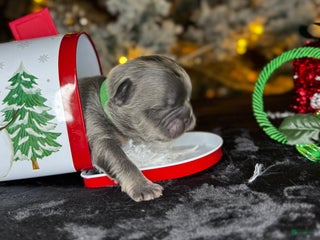 French Bulldog dogs ROMEO - Ad 12