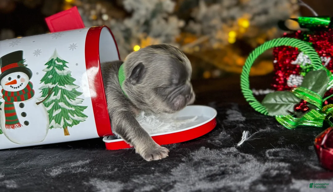 French Bulldog dogs for sale: ROMEO  - Ad 1