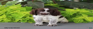 Macky