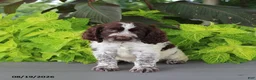 English Springer Spaniel dogs for sale: Macky - Ad 1