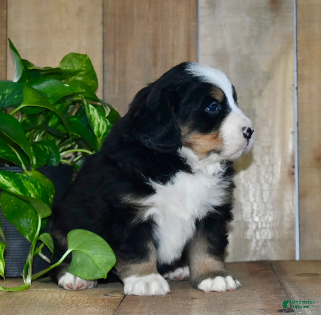 Bernese Mountain Dog dogs for sale: Waylon - Ad 5