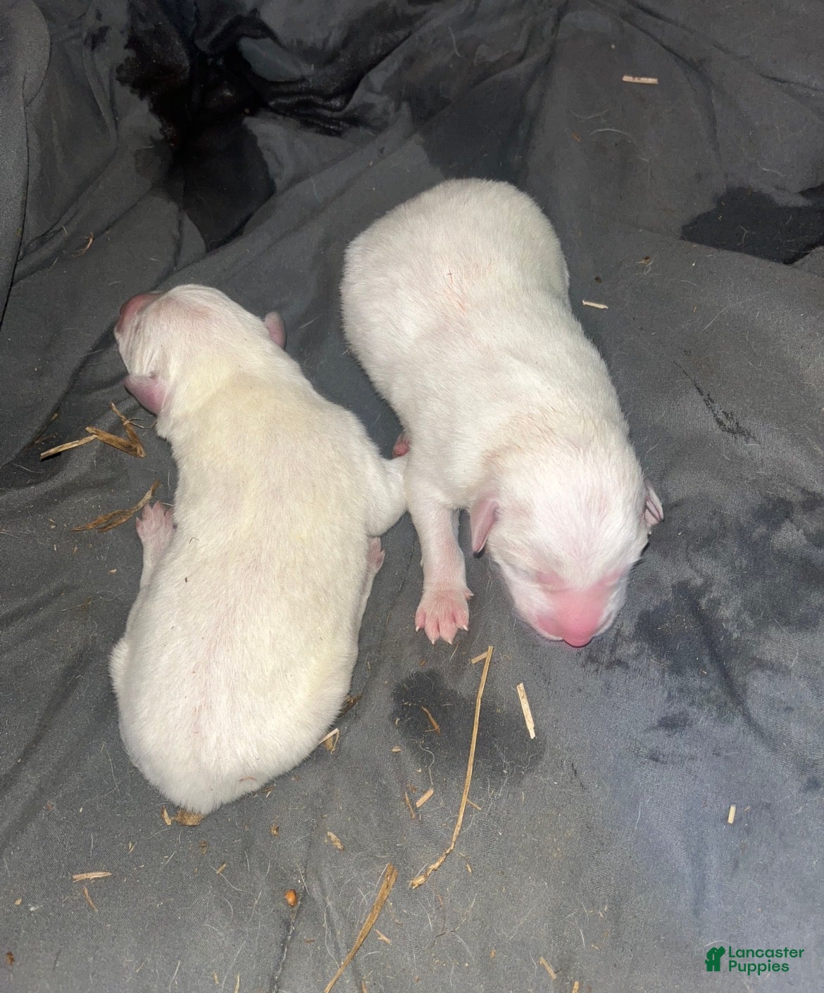 Great Pyrenees dogs Great Pyrenees Puppy 3 - Ad 1