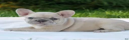French Bulldog dogs for sale: Lucy  - Ad 3