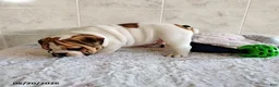 English Bulldog dogs for sale: Rio Grande - Ad 5