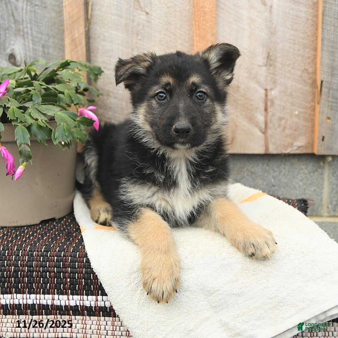 German Shepherd dogs for sale: Dexter - Ad 3