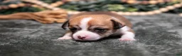 Chihuahua dogs for sale: Nora - Ad 2
